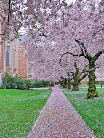 japan - japan_sakura_kisebaertrae_01_hf