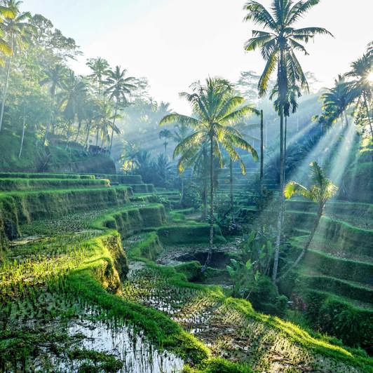 Bali Rismark