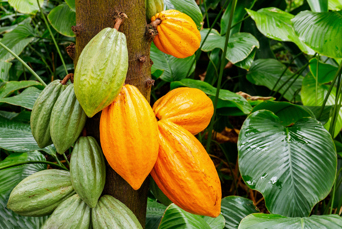 costa rica - Kakoa plante_02