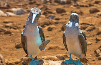 galapagos_fugle_blue footed booby_07