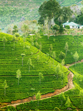 sri lanka - sri lanka_te plantage_groen te_01