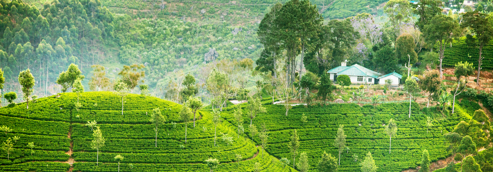 sri lanka - sri lanka_te plantage_groen te_01