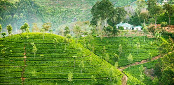 sri lanka - sri lanka_te plantage_groen te_01
