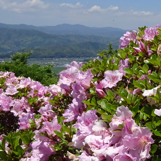 japan - makino botanisk have_HF_02
