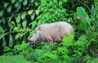 danum valley_skaegget_gris_01
