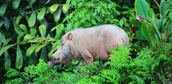 danum valley_skaegget_gris_01