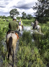 brasilien - pantanal_hest_01