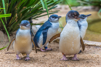 australien - featherdale wildlife park_pingvin_01