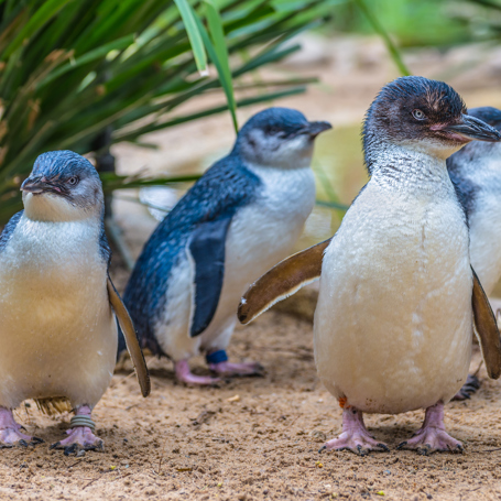 australien - featherdale wildlife park_pingvin_01