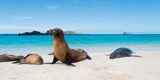 galapagos_soeloeve_strand_hav_01