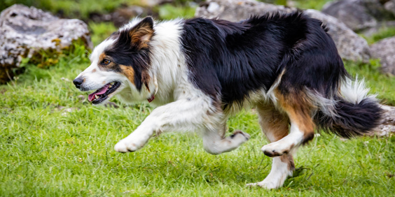 Border Collie Sheep Dog
