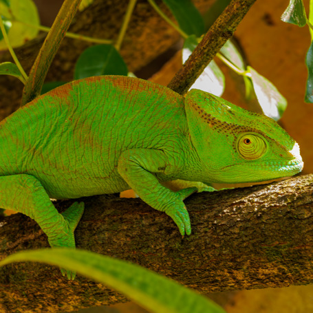 Madagaskar 6