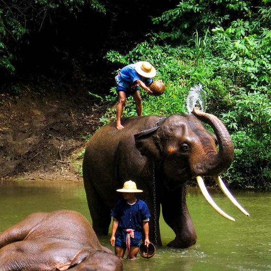 thailand - chiang mai_elefant_07