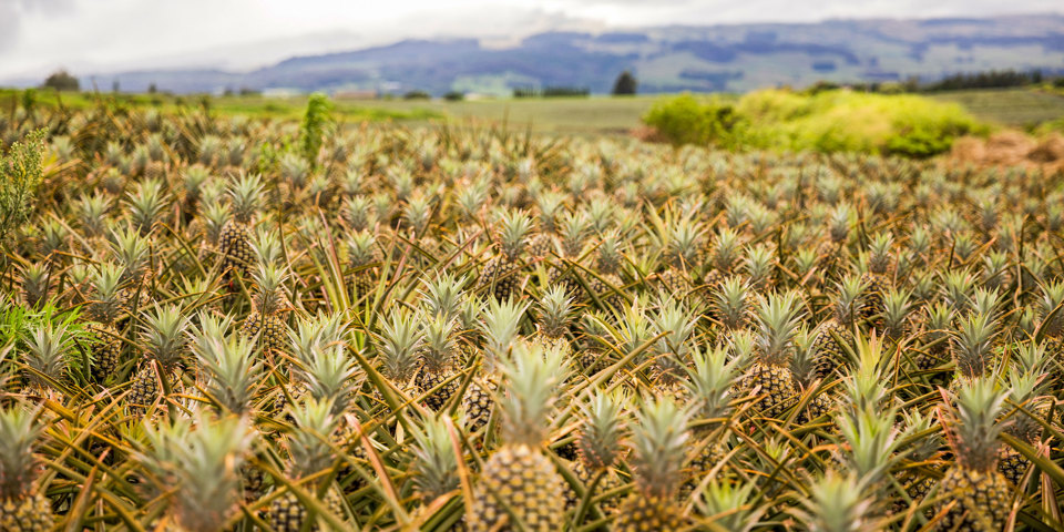 Pineapple Field Oahu (1)