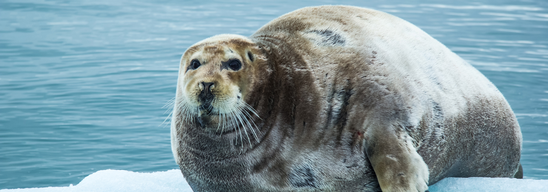 diskooen_sael paa isflage