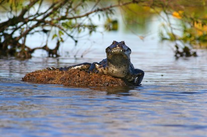 ecuador_caiman alligator_01