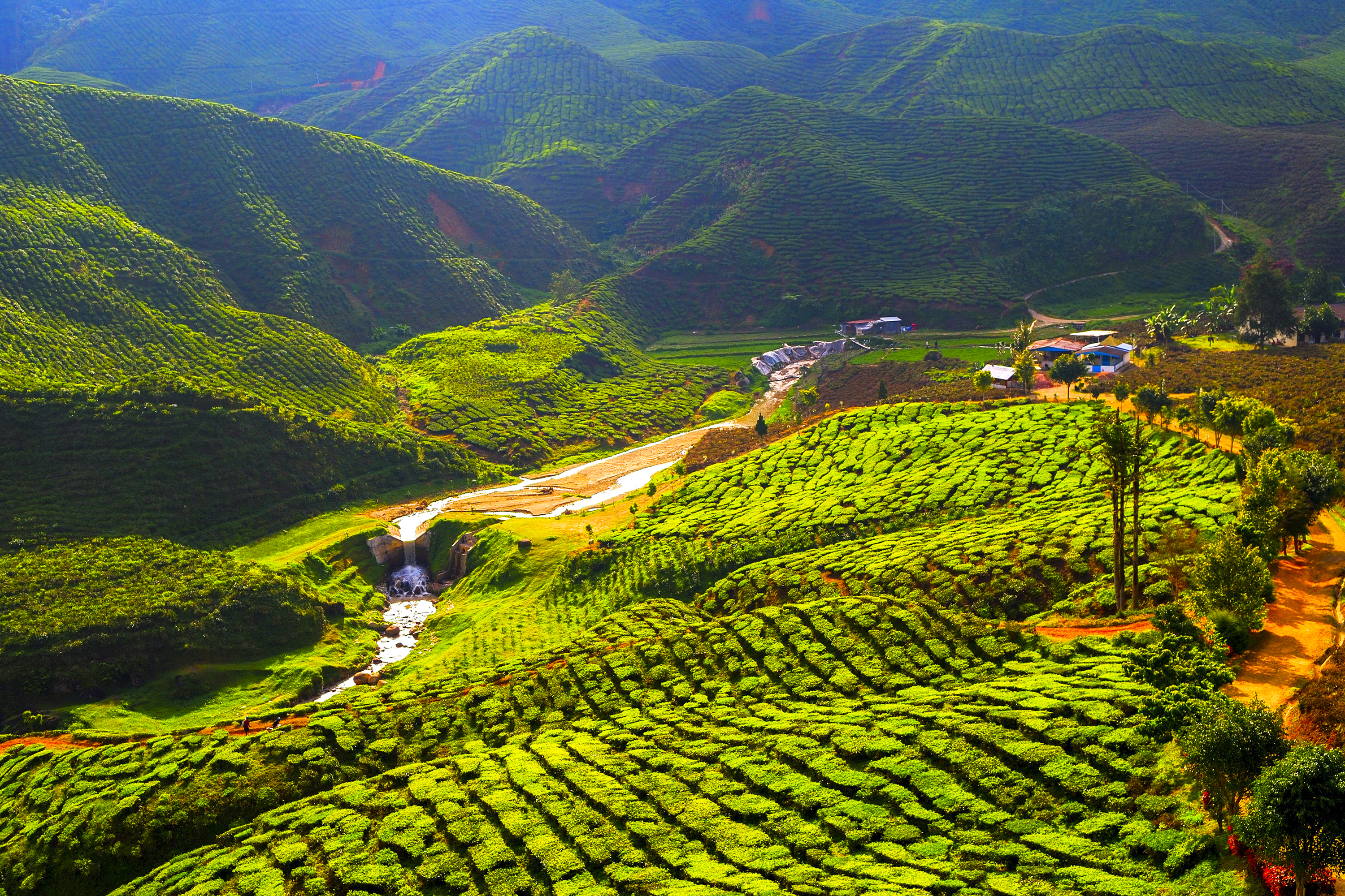 malaysia - cameron highlands_teplantage_06