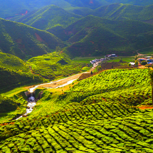 Cameron Highland