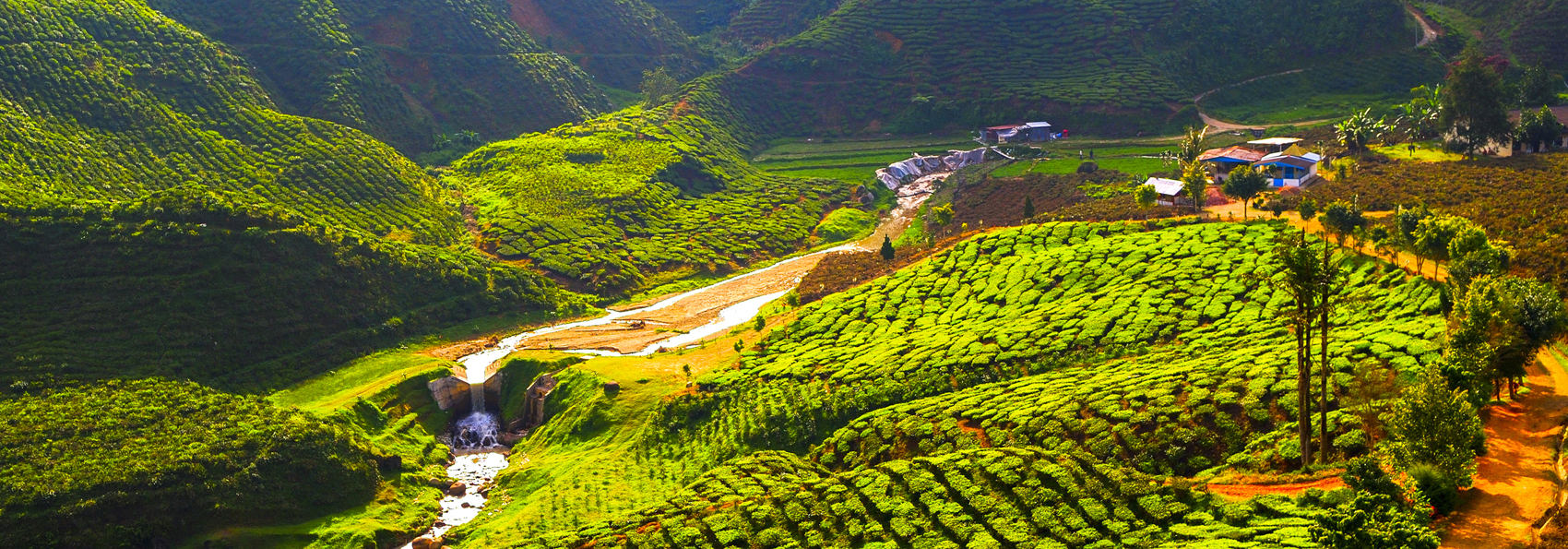 malaysia - cameron highlands_teplantage_06