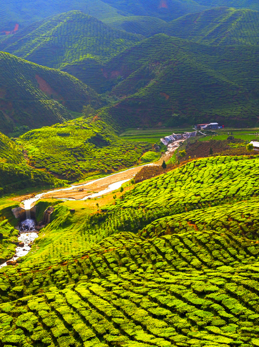 malaysia - cameron highlands_teplantage_06