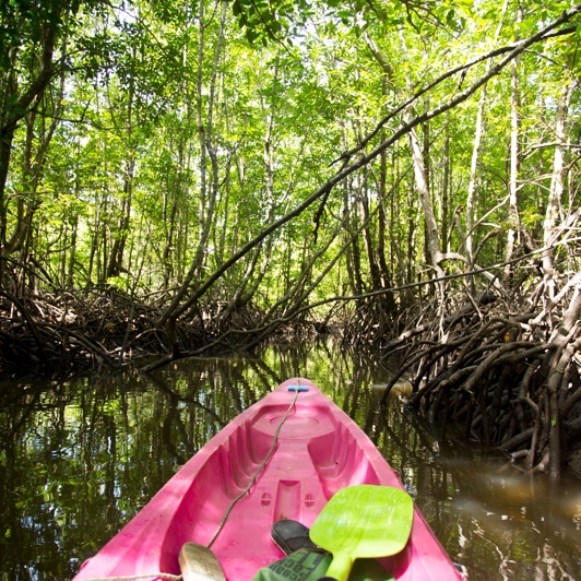 Kayak Mellem Mangrove Træer