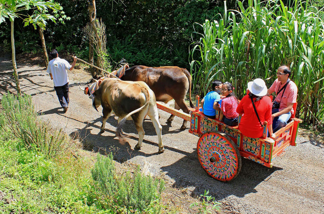 costa rica - Monteverde familiegård okse01