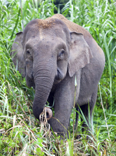 malaysia - belum rainforest_elefant_01_hf