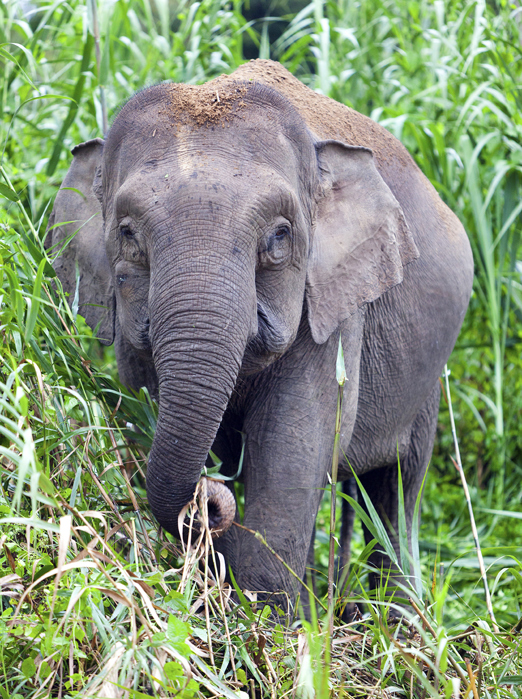 malaysia - belum rainforest_elefant_01_hf