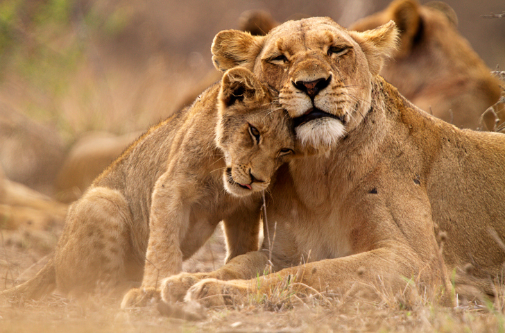 Løver Safari Madikwe