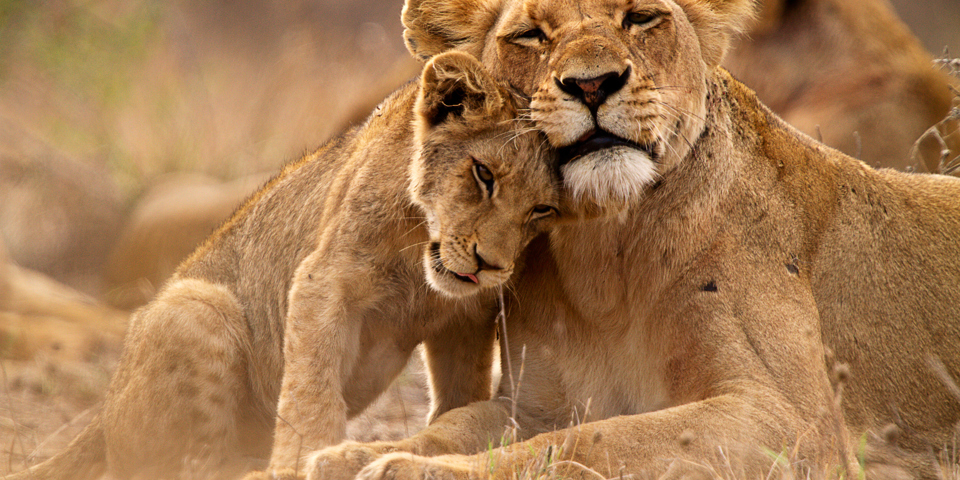 Løver Safari Madikwe