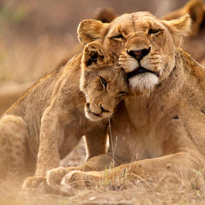 Løver Safari Madikwe
