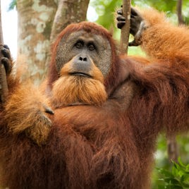 Indonesien - sumatra_bukit lawang_orangutang_04