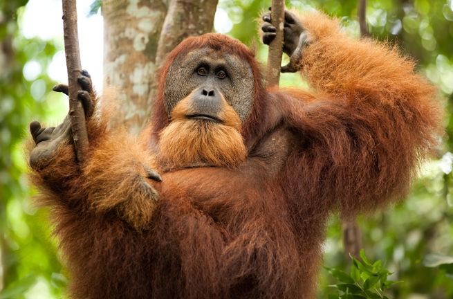 Indonesien - sumatra_bukit lawang_orangutang_04