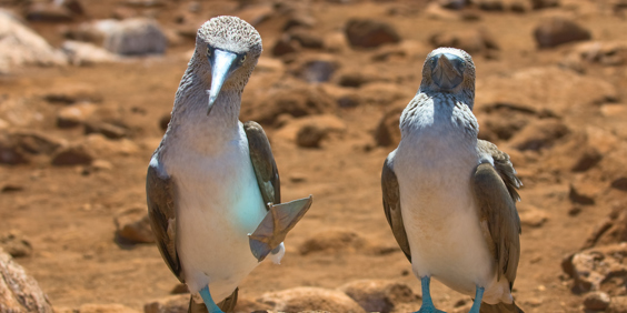galapagos_fugl_02