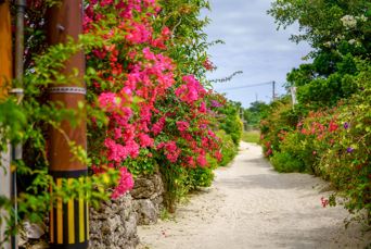 Taketomi Blomster