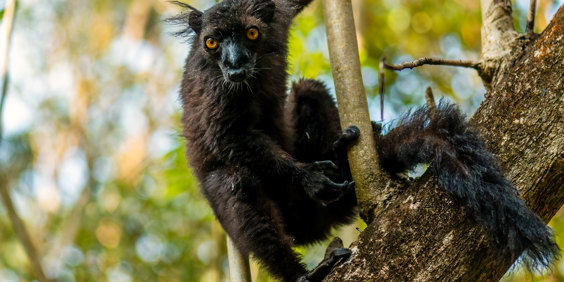 Black Lemur 01