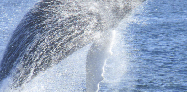 canada - bay of fundy_hval_02