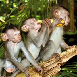 malaysia/borneo - borneo_abe_01