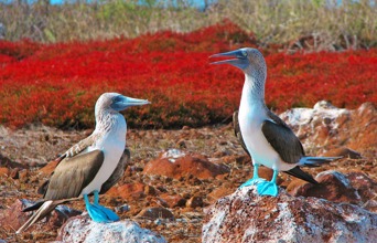 galapagos_fugle_blue footed booby_01