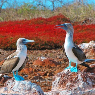 galapagos_fugle_blue footed booby_01