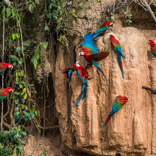peru - amazonjunglen_04