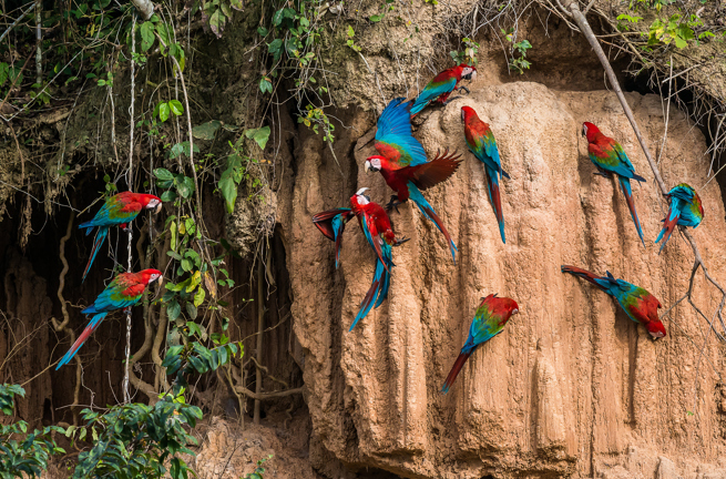 peru - amazonjunglen_04