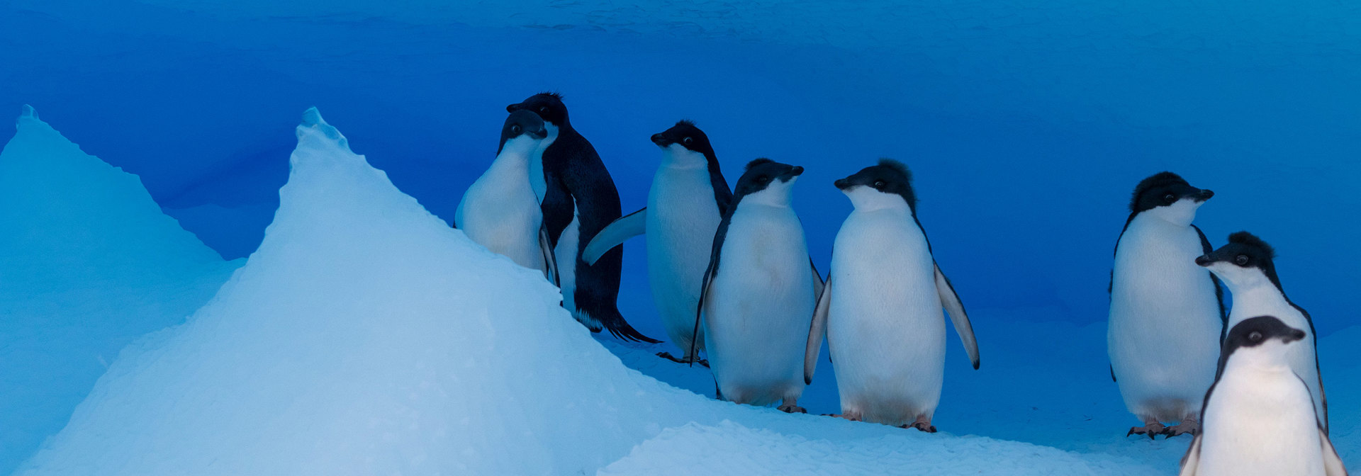 GENNA ROLAND 20190208 ANTARCTICA BROWNBLUFF GENNAROLAND 5287 7073684 Photo Genna Roland