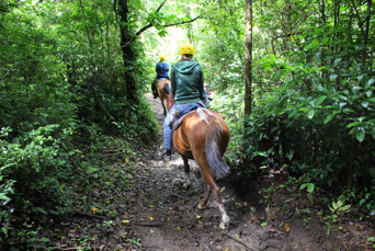 costa rica - Monteverde_Horse_03