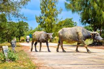 thailand - Koh yao noi_05