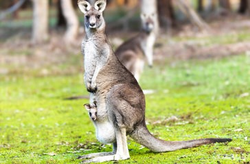 australien - kaenguru_05