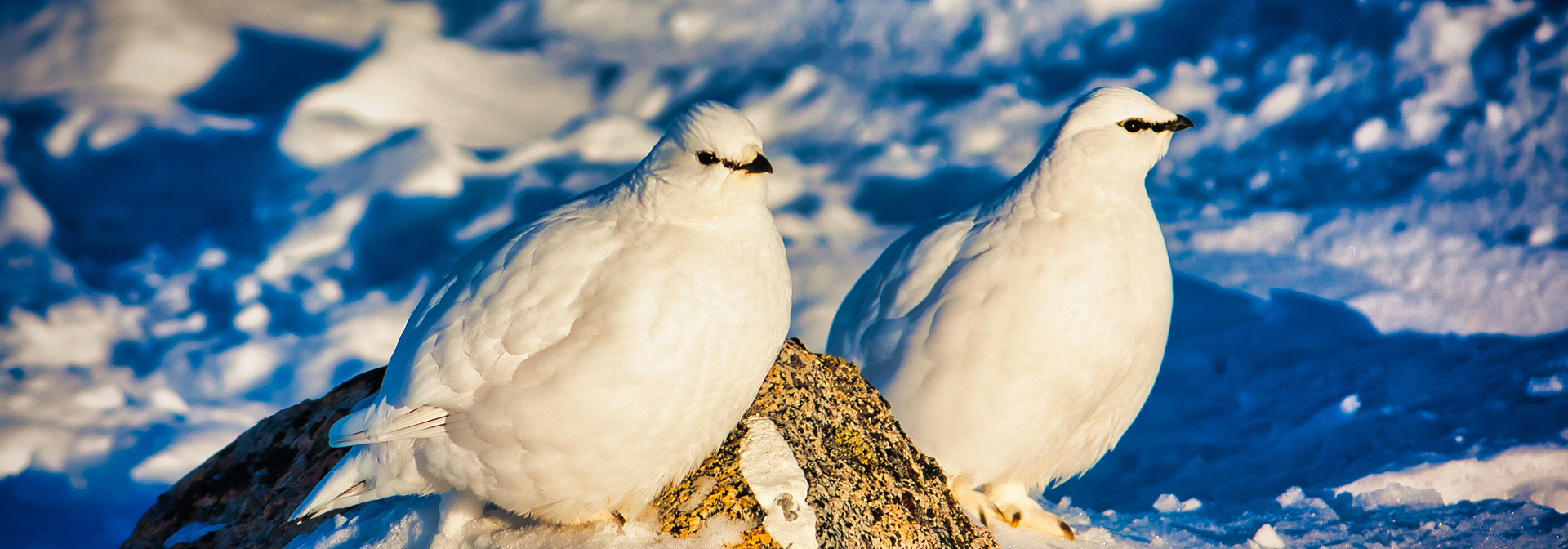 Greenland_arktiske fugle_01