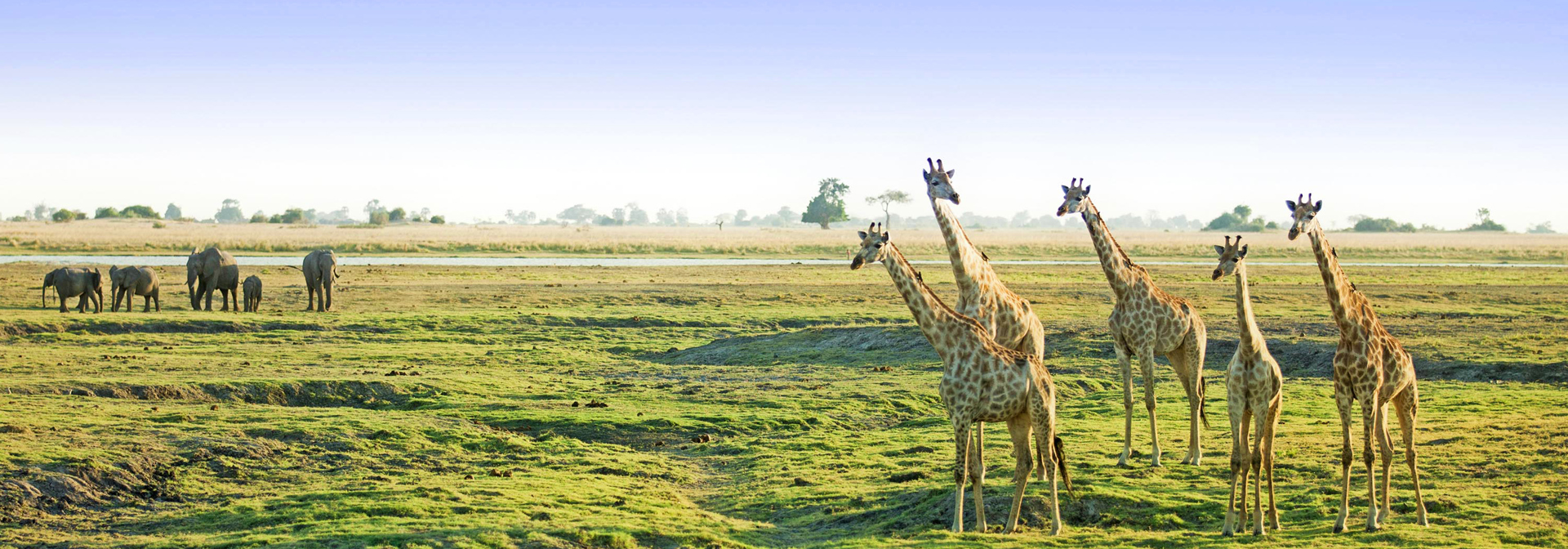 sydafrika - chobe nationalpark_giraf_02