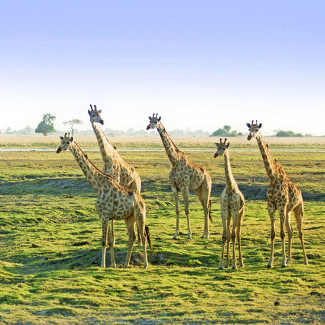 sydafrika - chobe nationalpark_giraf_02