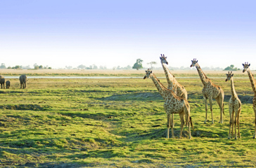 sydafrika - chobe nationalpark_giraf_02